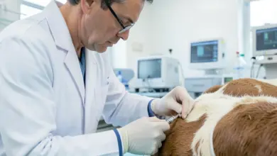 Inseminace je základem biotechnologií - ilustrační foto