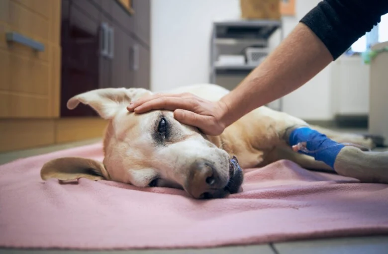 Pes s obvazem na noze v veterinárním ordinaci