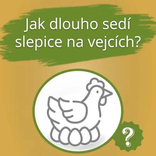 Ilustrace slepice sedící na vajíčkách s otázkou.