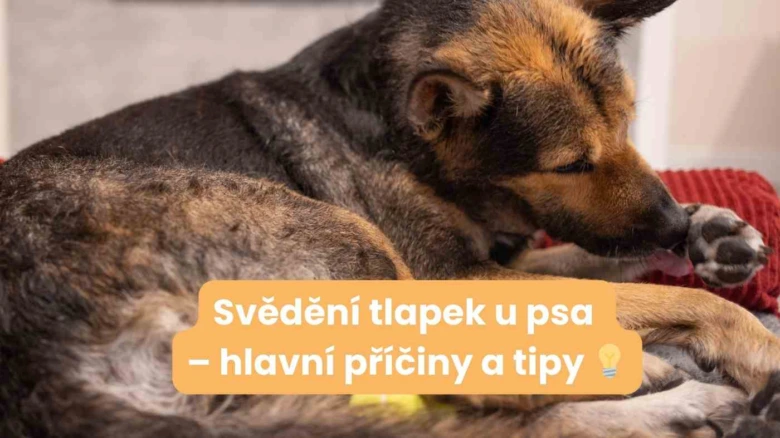 Pes si olizuje tlapku - příčina svědění