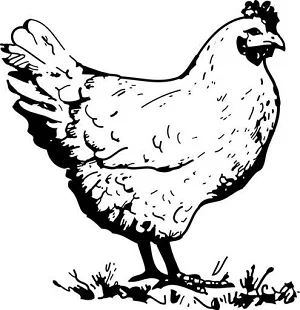 Ilustrace slepice pro článek o kokcidióze.