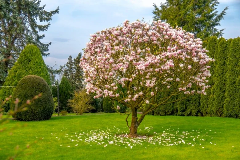 Rozkvetlá magnolie v zahradě s padajícími květy.