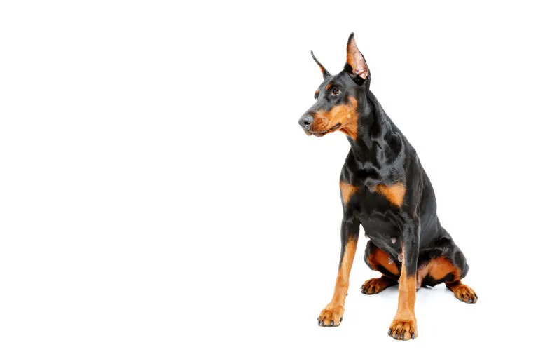 Dobermann s ušima - příklad pro péči a úpravu