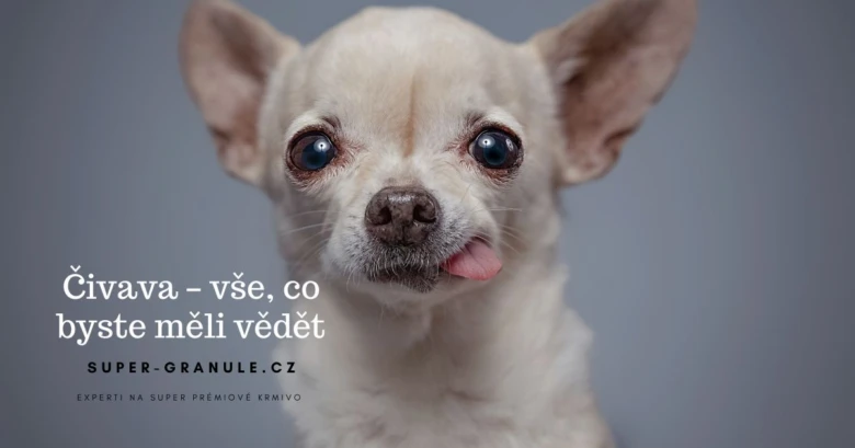 Mírně se usmívající čivava s vytaženým jazykem.