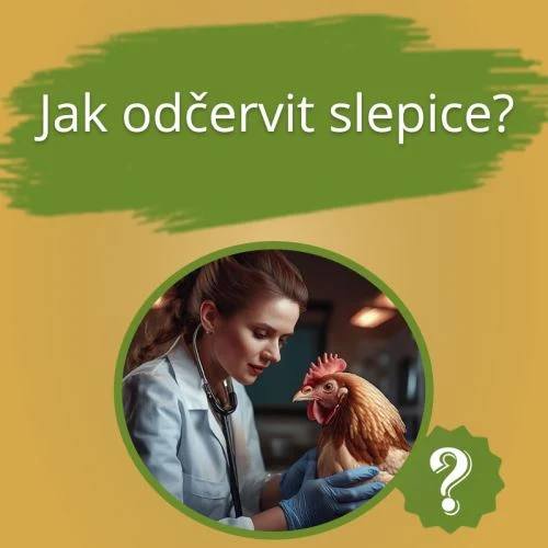 Veterinářka vyšetřuje slepici s fonendoskopem v ordinaci.