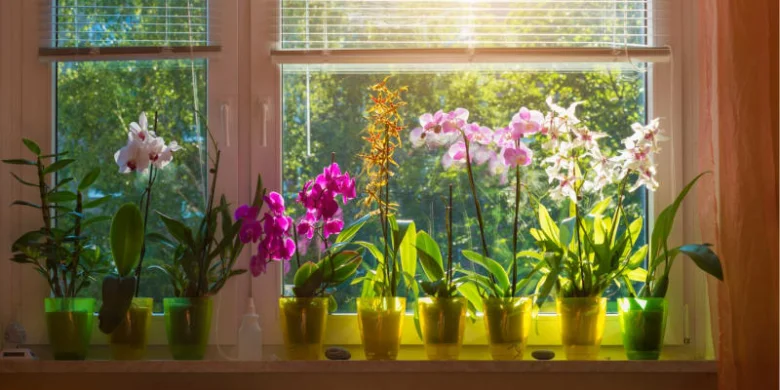 Řada barevných orchidejí v květu na okenním parapetu.