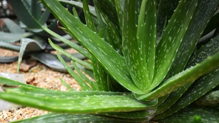 Blízko na rostlinu Aloe Vera s trny.