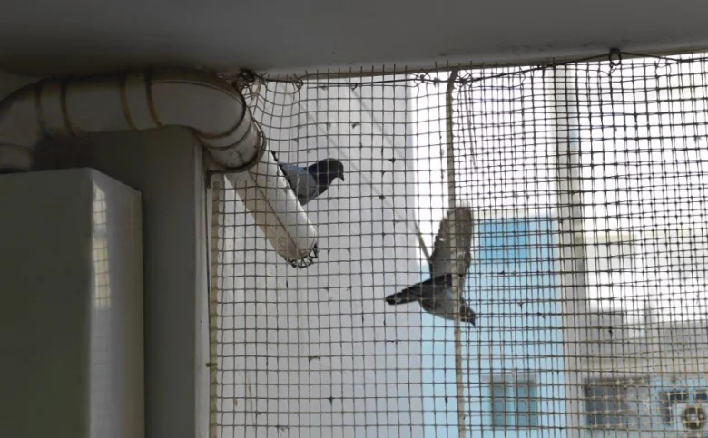Holubi na balkóně s ochrannou mříží u okna.