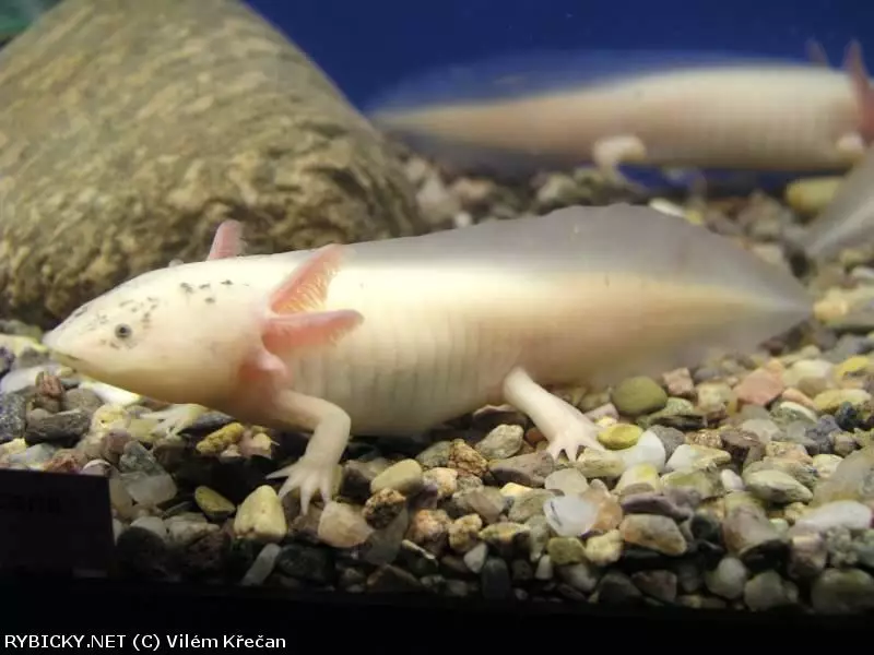 Dospělý axolotl s vnějšími žábry v akváriu na štěrku.