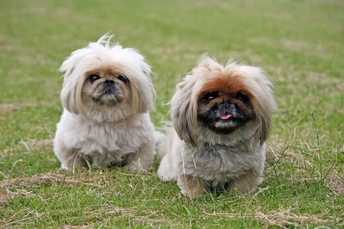 Dva pekinéz sedící na trávě.