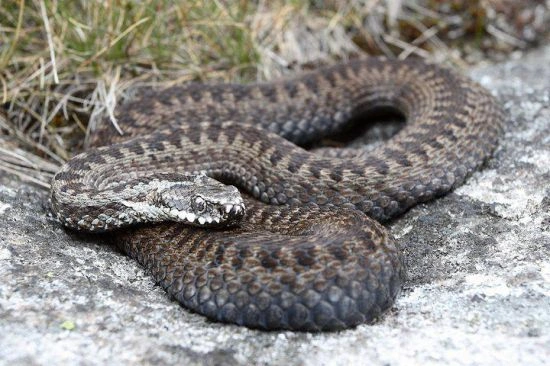Evropská hadice (Vipera berus) na skále.