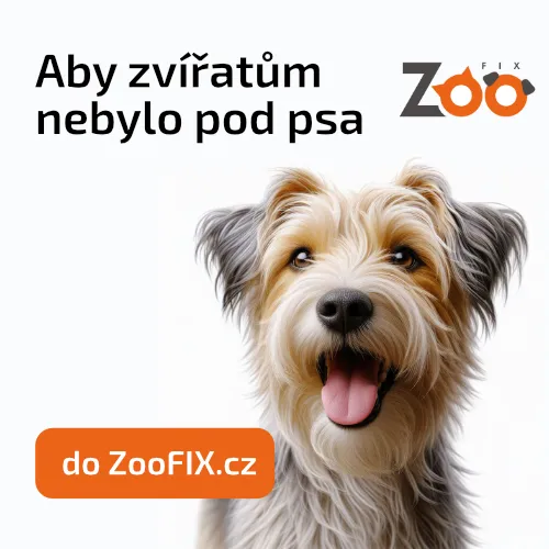 Rakouský pinč: péče a výcvik krok za krokem