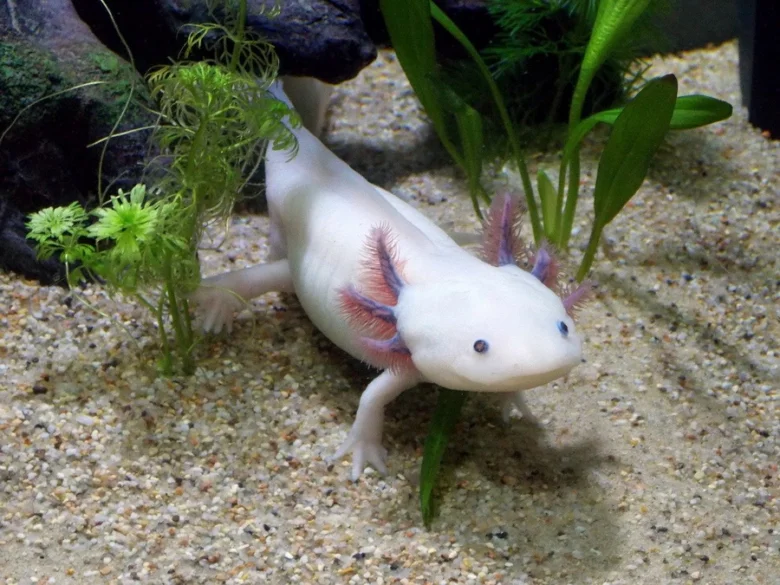 Bílý dospělý axolotl plaví se mezi rostlinami v akváriu.