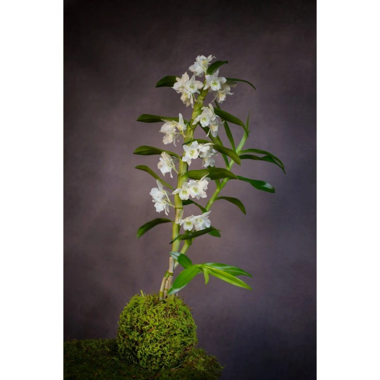 Bílá orchidej Dendrobium nobile na mechu s květy