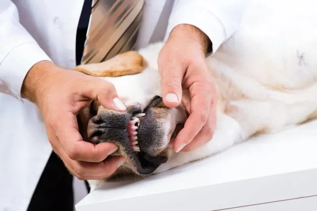 Veterinář zkoumá zuby psa bez narkózy