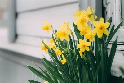 Žluté narcisy kvetou u okna