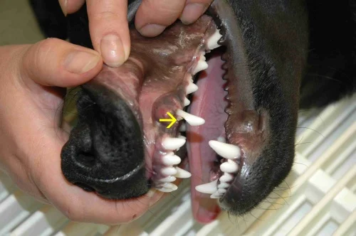 Psovi vyvíjející se zub ukazuje veterinář.