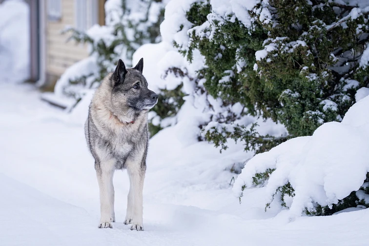 Norský buhund v zimním prostředí na sněhu.