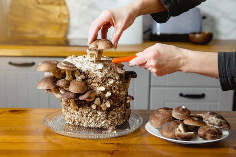 Práce s čerstvými shiitake houbami v kuchyni