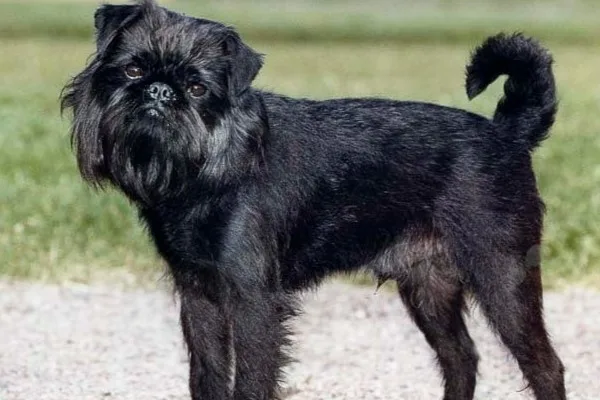 Černý griffon stojí na štěrkové cestě venku.