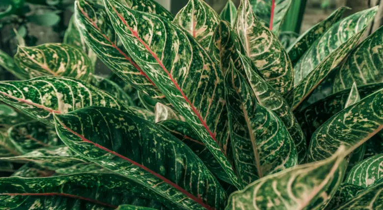 Aglaonema rostlina s barevnými listy a červenou žilkou.