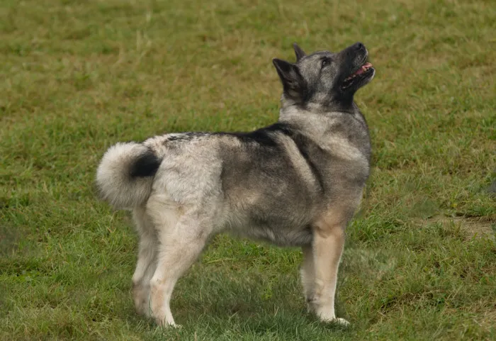 Norský buhund stojí na trávníku