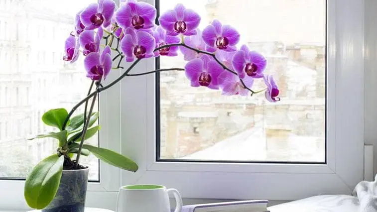 Fialová orchidej v květu na okenním parapetu.