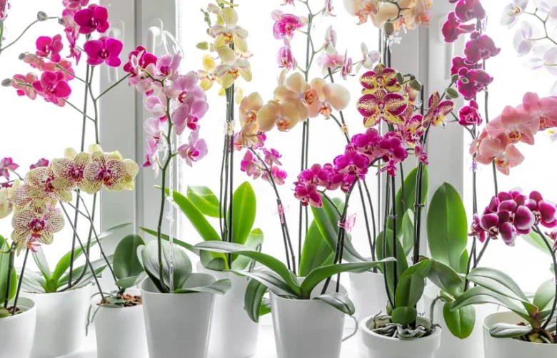 Květy fialových, růžových a žlutých orchidejí v bílých hrncích.