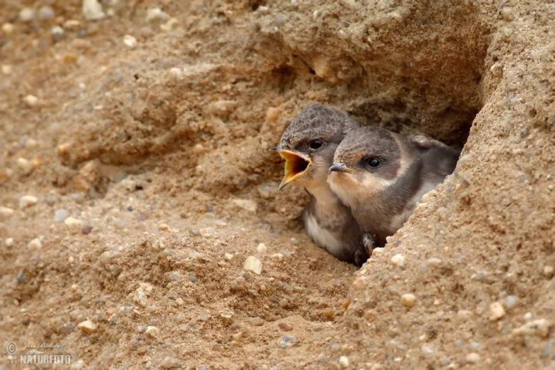 Dvě mláďata břehule říční v hnízdě na zemi.