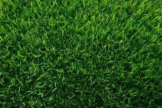 Green grass lawn