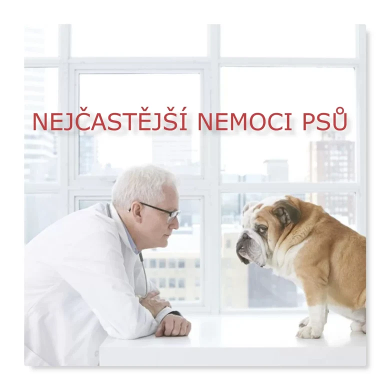 Veterinář zkoumá buldoka u okna s textem o nemocích psů.
