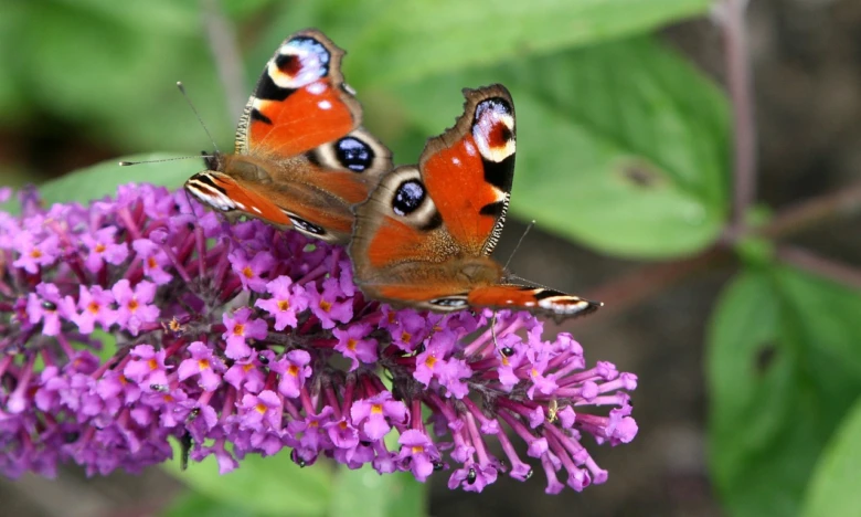 Dva motýli na fialovém květu keře Buddleja.