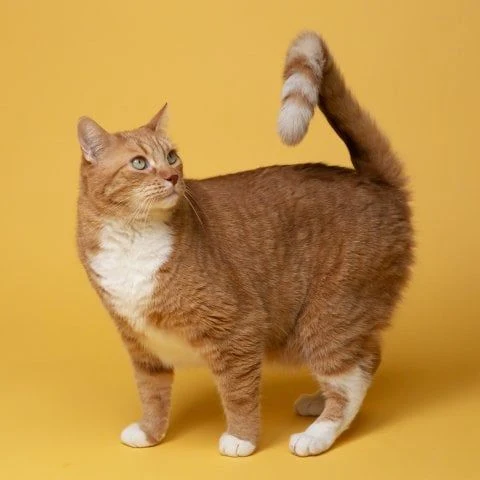 Oranžový tabby kocour s bílými tlapkami stojí na žlutém pozadí a dívá se nahoru.