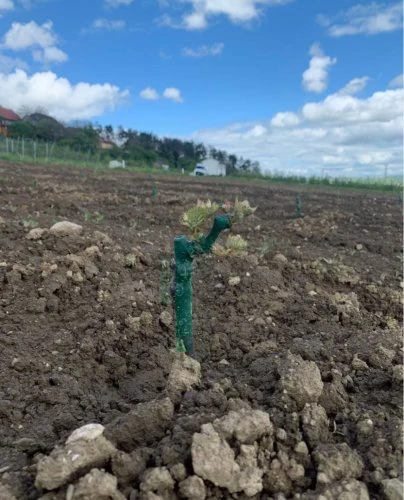Zasazený mladý vinný rév s ochranným kroužkem