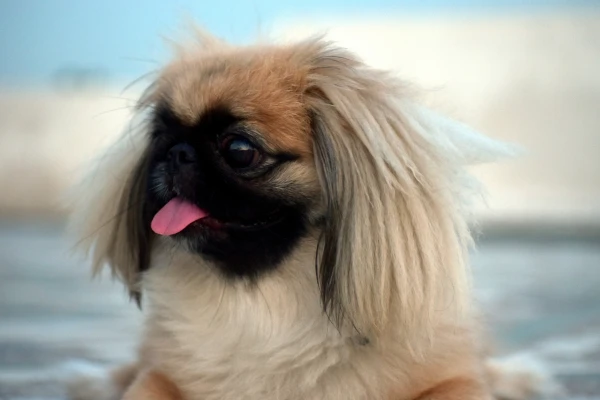 Portrétní fotografie pekinéza s vystrčeným jazykem.
