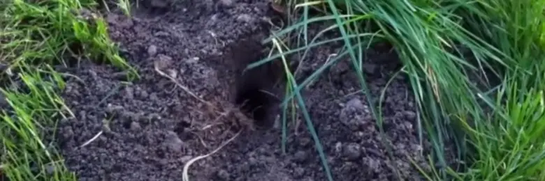 Malý otvor v zemi obklopený trávou.