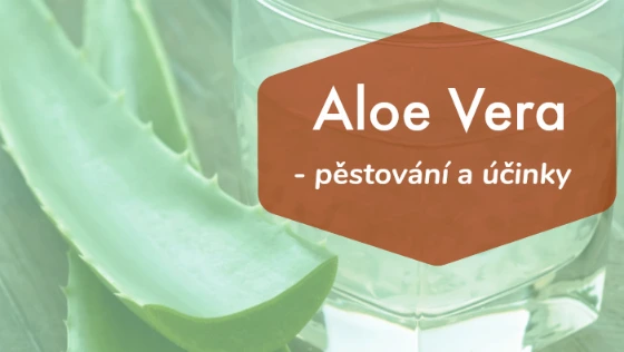 Listy aloe vera v sklenici s názvem o pěstování.