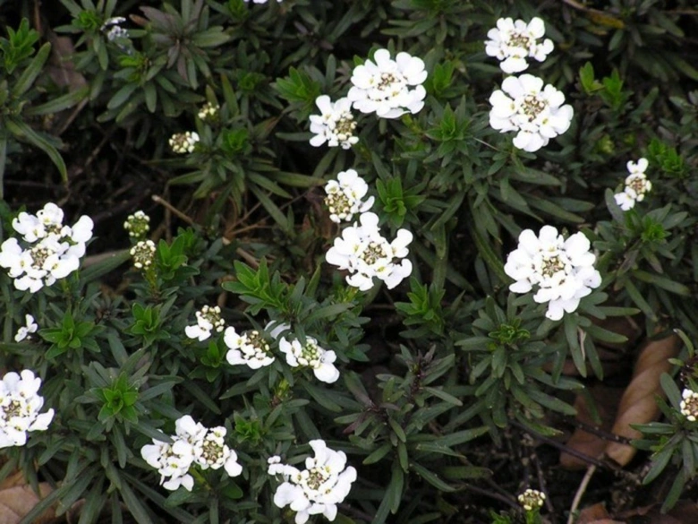 Bílé květy stálezelené iberk Iberis sempervirens v zahradě.