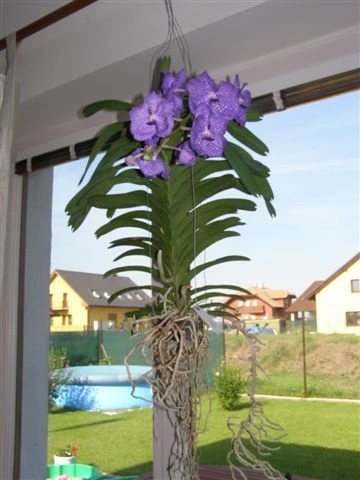 Fialová orchidej pěstovaná bez substrátu s viditelnými kořeny.