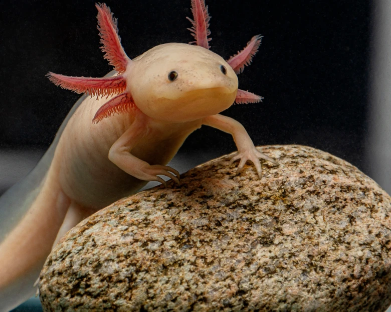 Bledavý axolotl s růžovými žábry sedí na kamenu.