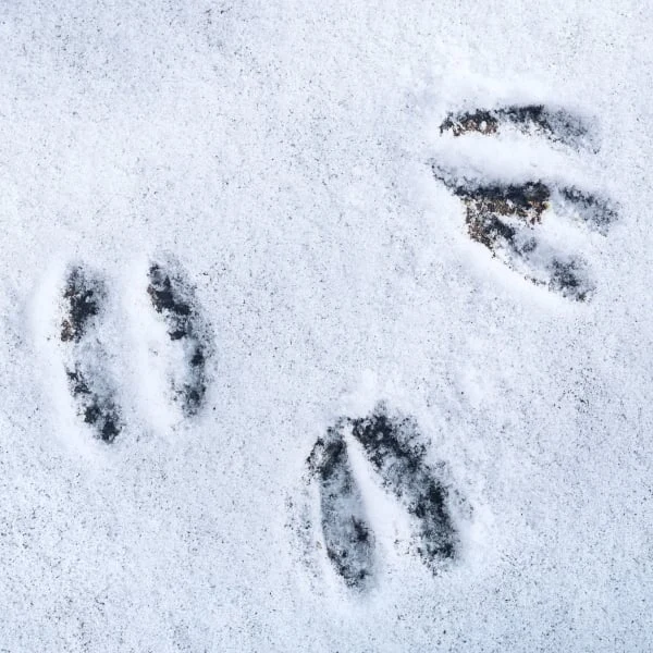 Deer tracks in snow