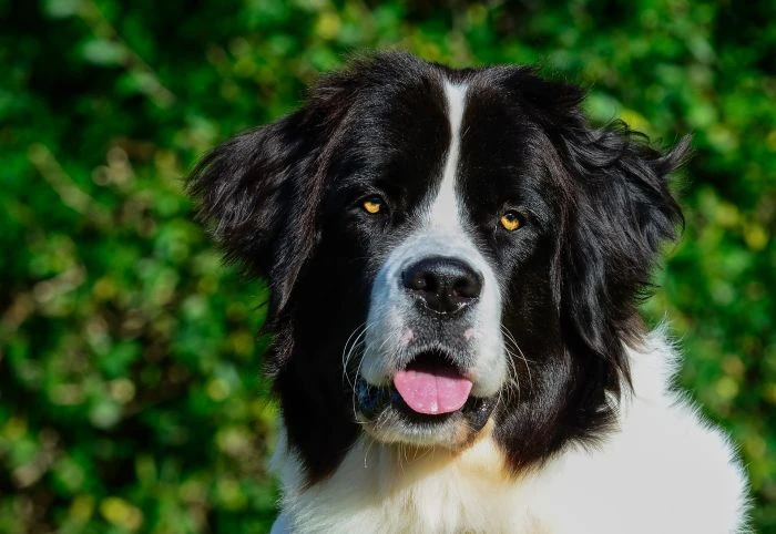 Portrét černobílého psa rasy landseer s jasně viditelnou tváří.