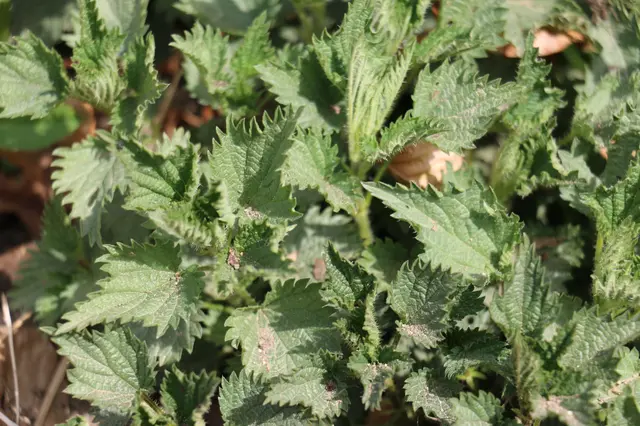 Detailní záběr na listy kopřivy s ostnatými okraji.