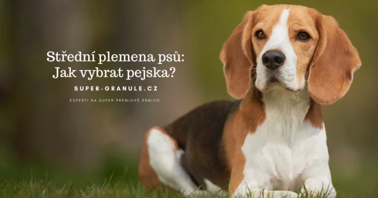 Beagle na trávníku s českým nápisem o výběru středních plemen psů.