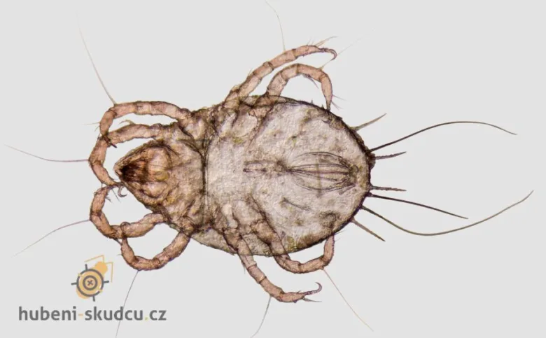 Detailní záběr na roztoče, které se mají vyhnat z domu.
