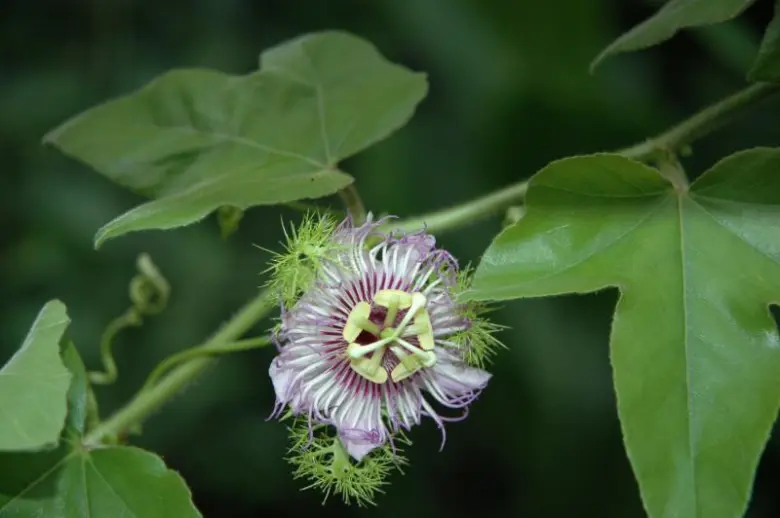 Květ liány z rodu Passiflora s listy na pozadí.
