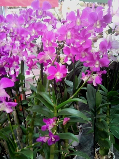 Fialové a růžové orchidee v plném květu
