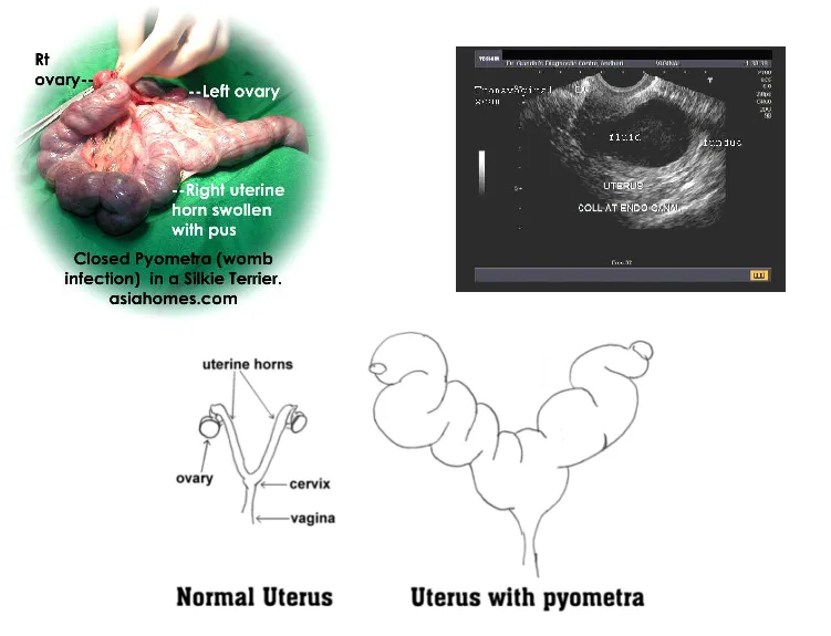 Zavřená pyometra u psa – chirurgický pohled