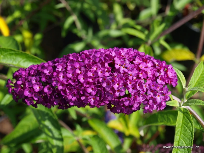 Fialové květy motýlího keře Buddleja davidii v plném rozkvětu.