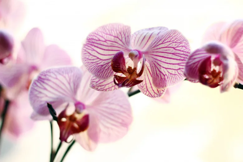 Růžové orchideje v plném květu na světlém pozadí.